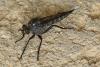 Machimus cyanopus